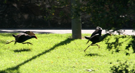 The chase